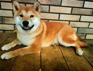 ����� ���� ������� ����� ���� ������ ����� �����, �������, ����� �����.   ���� �������� 05. 04. 2025 �. (6 �������). �����������, ��������������, ����, ������ - ������� �����,  ������