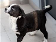 ������: �������� ����� ����� ���� ���, ����� - �����. �� ����� ������ �������� 4 ��. ��� �� ������ 2- �������. �������. ����� ����������� ���������. ����� � �