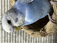 �������: ������! ���������� � �������, ������ ����� 2 �������, ��������� ���� 💙🦜������� ��������� ��������� ������� ���� ����������� ��
