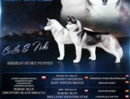   .        (Nordic Blue Discovery Black Miracle & Arktik Paradis Nikita )  28.,  -  ,  